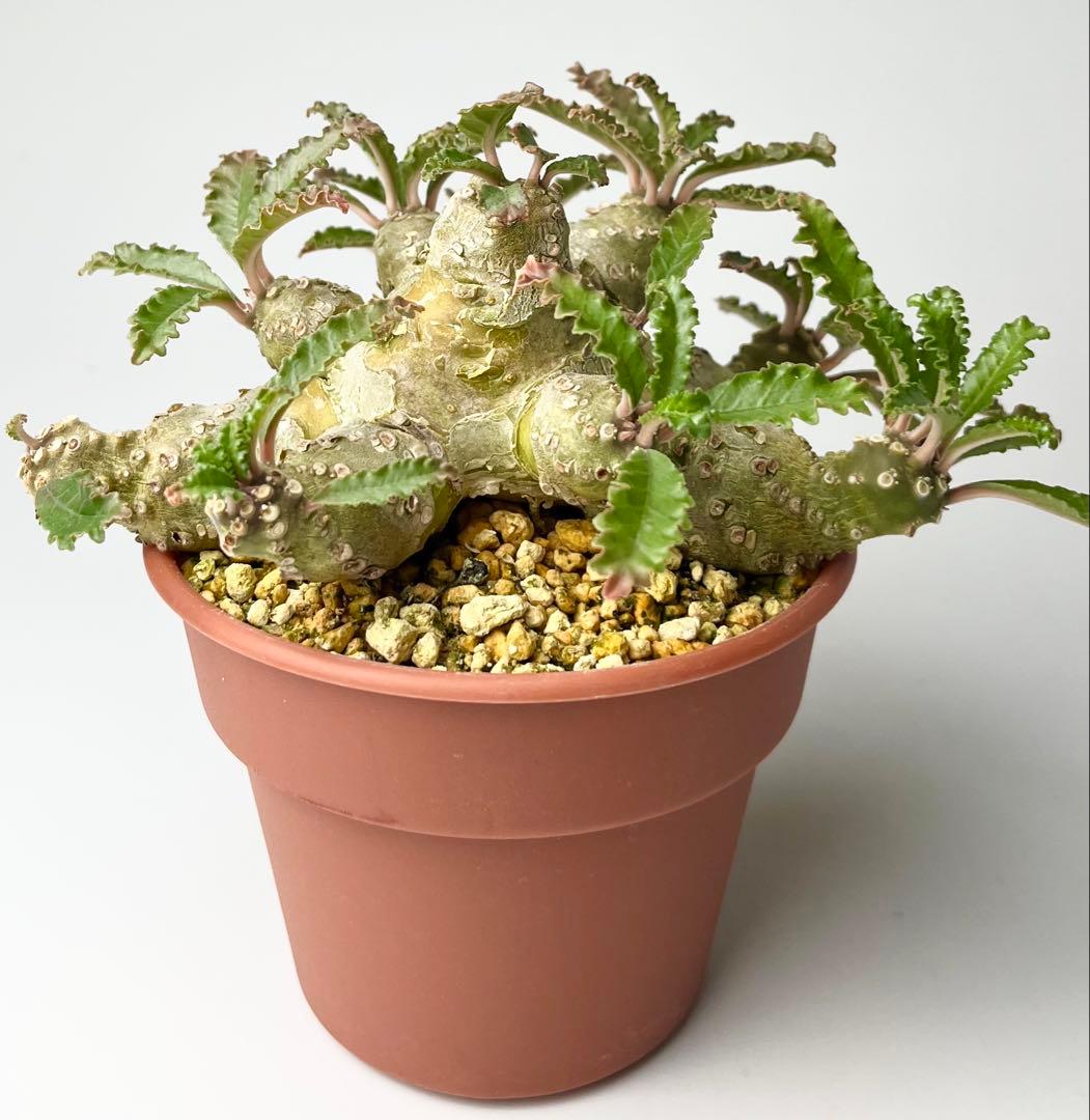 【レア/塊根植物】ドルステニア ラブラニー オス株（大株）鉢植え ③