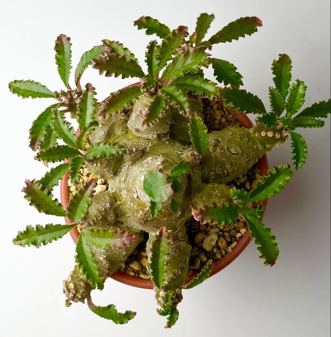 【レア/塊根植物】ドルステニア ラブラニー オス株（大株）鉢植え ③