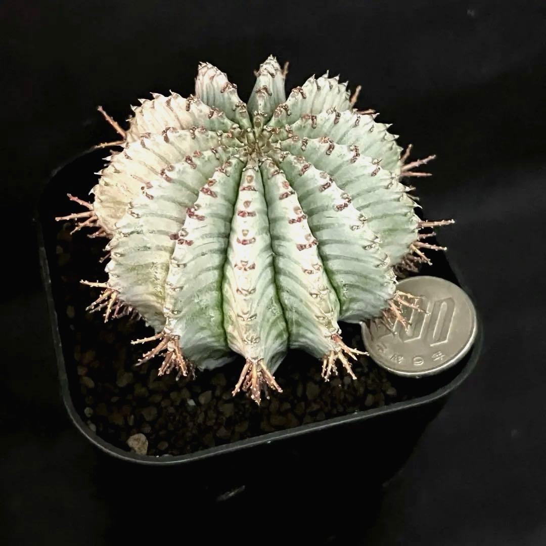 ユーフォルビアホリダ ダルマzebra カキ子 特大サイズ