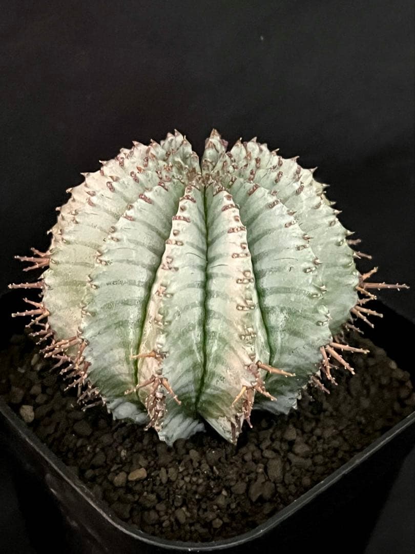 ユーフォルビアホリダ ダルマzebra カキ子 特大サイズ