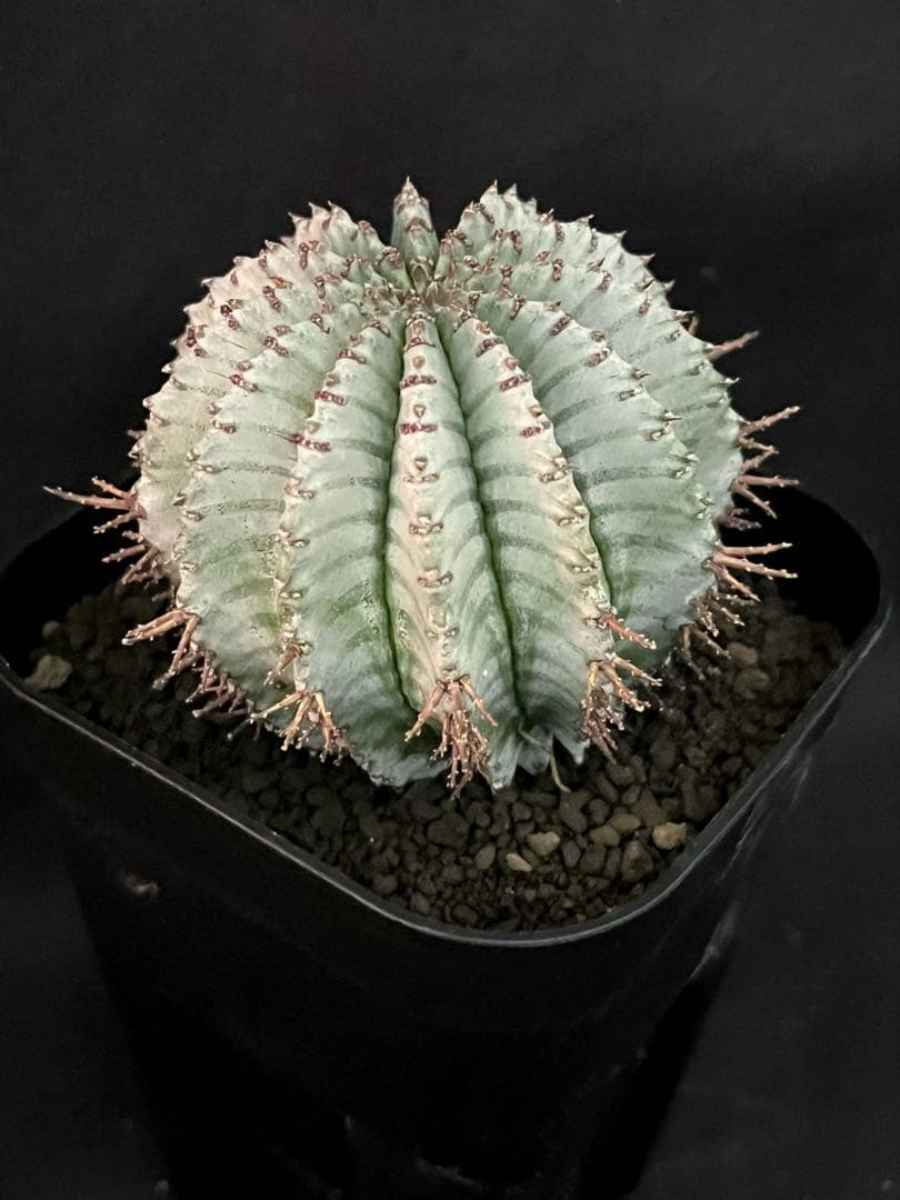 ユーフォルビアホリダ ダルマzebra カキ子 特大サイズ