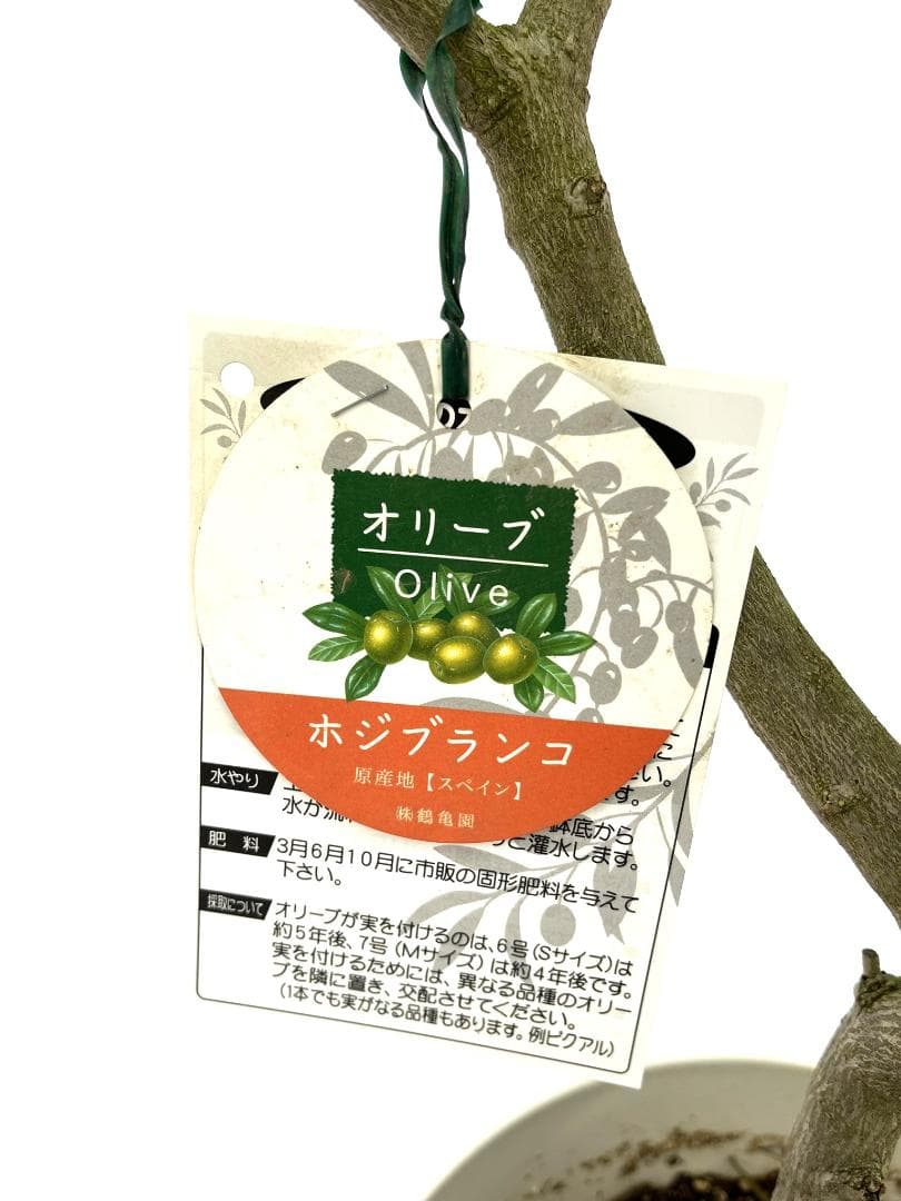 オリーブの木　ホジブランコ　7号　約135cm　NO.704　人気品種　現品掲載