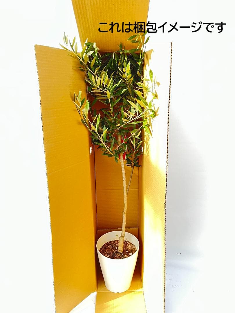 オリーブの木　ホジブランコ　7号　約135cm　NO.704　人気品種　現品掲載