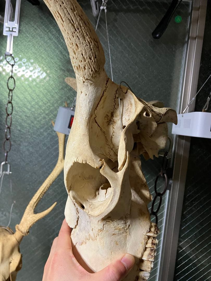 頭骨　頭蓋骨　ウシ　牛　種名 Bos taurus ※条約などには抵触しない種類