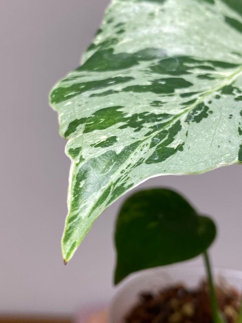 ル*ル様 【超美苗‼️】モンステラ　デリシオーサ　ベトシオーサ　バルバソー　フシ