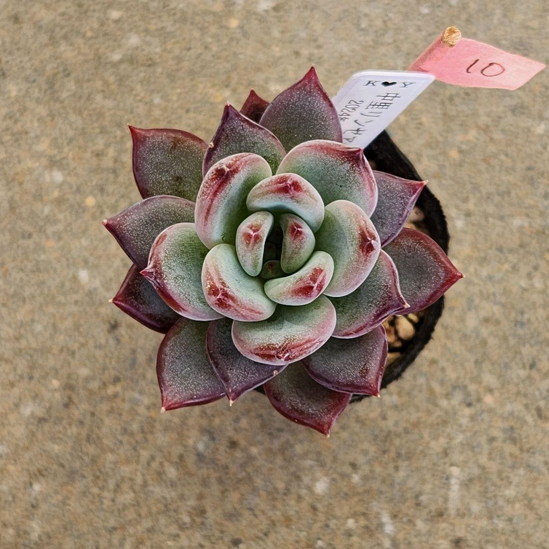 は*ん様 リンゼアナ クローン抜き苗