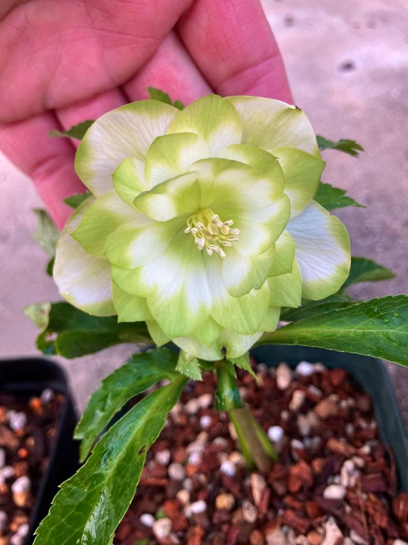 ク*ツ様 格安スタート　クリスマスローズ　ハート利休