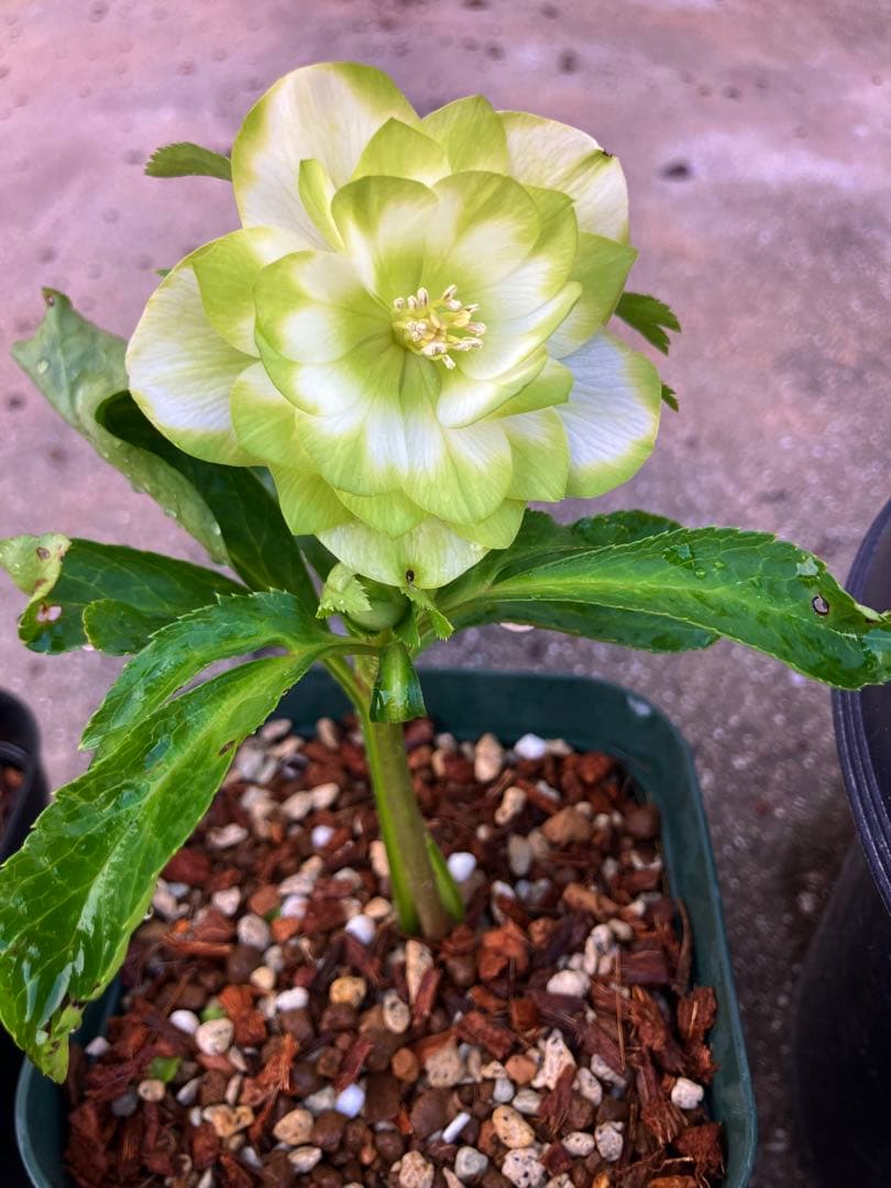 ク*ツ様 格安スタート　クリスマスローズ　ハート利休