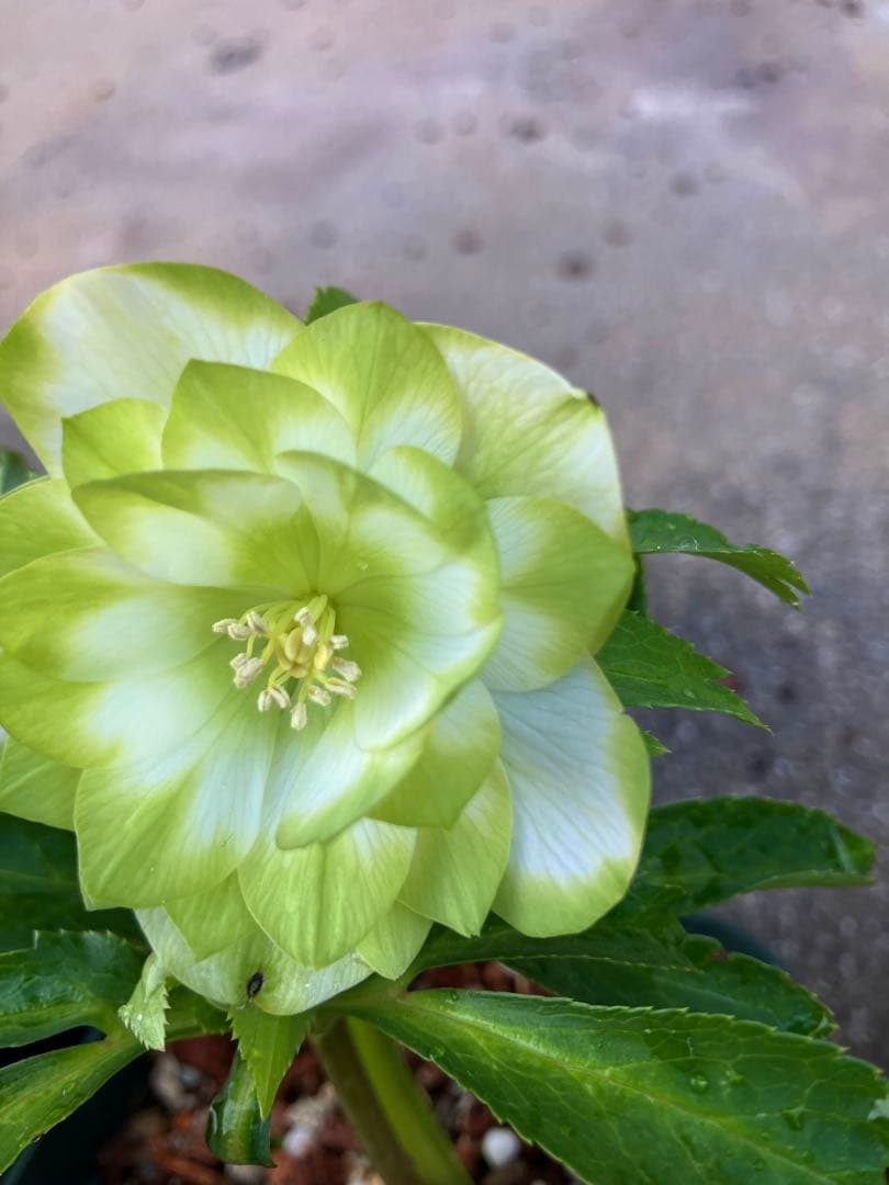 ク*ツ様 格安スタート　クリスマスローズ　ハート利休