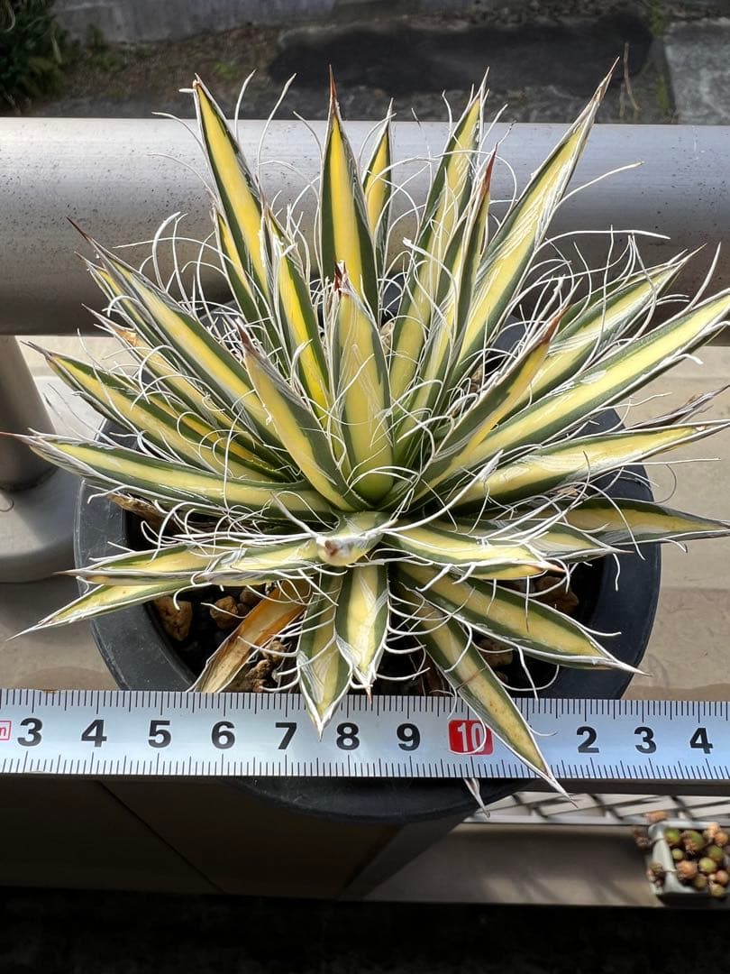 穴*ボ様 アガベ　パルビフローラ姫乱れ雪黄中斑