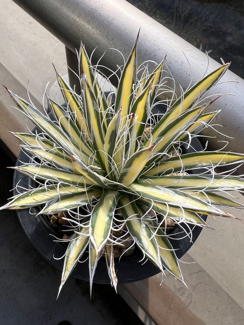 穴*ボ様 アガベ　パルビフローラ姫乱れ雪黄中斑