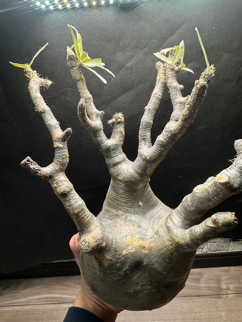 【パキポディウム_グラキリス】グラキリス 現地球 超特大サイズ 32