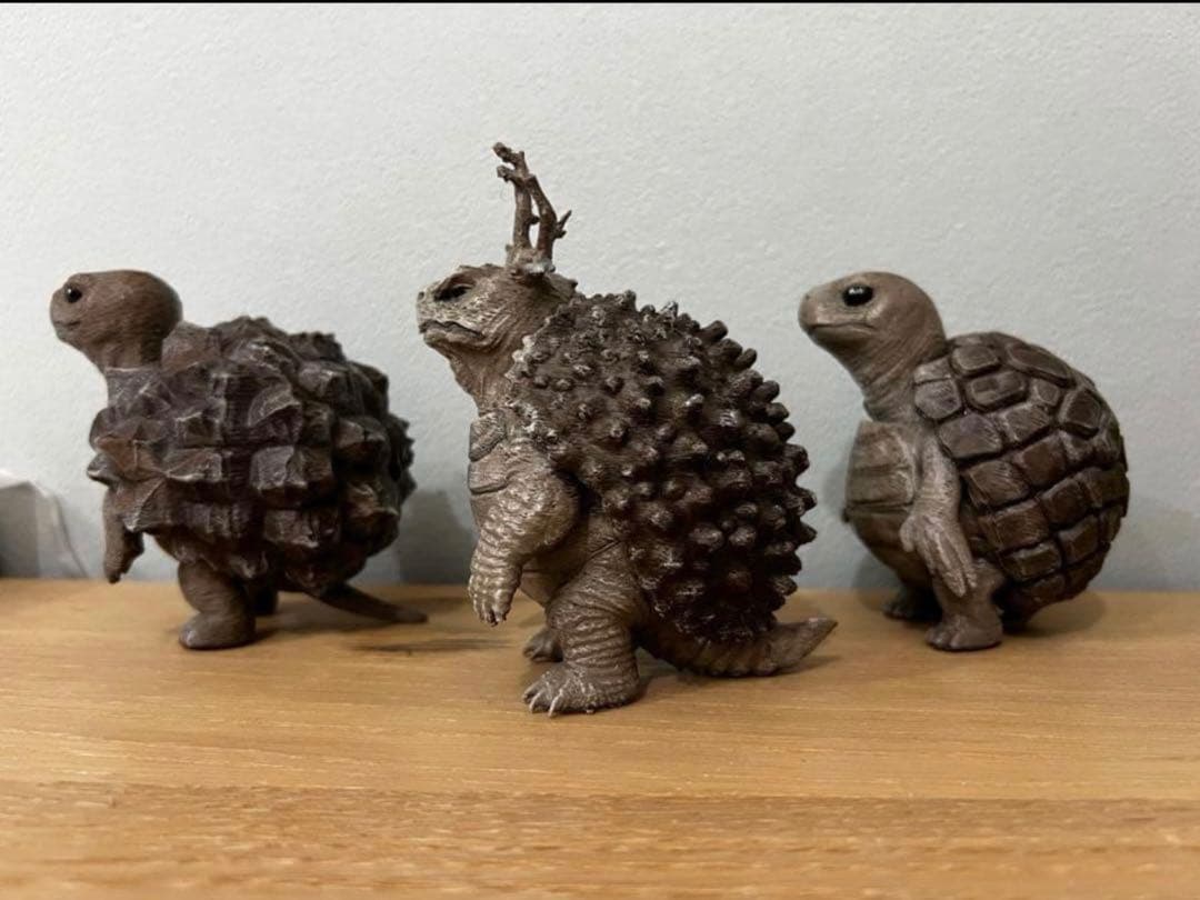 亀甲竜 【アフリカ メキシコ】 パキプス亀　プロモーション用