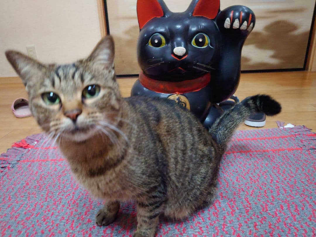 特大 招き猫 黒猫 縁起物 置物 昭和レトロ　左手上げ　長期保管品　高さ46cm