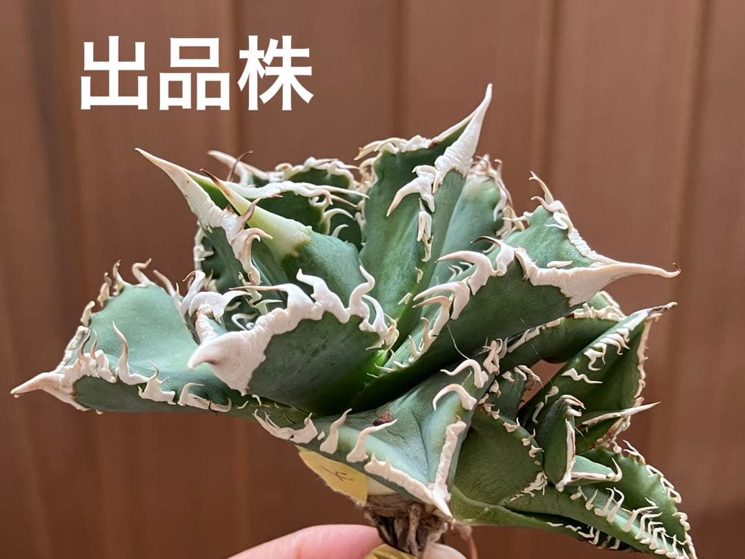 Y*i様 【初売りオークション】59 特選　子株2株付き　アガベ　チタノタ　白豪
