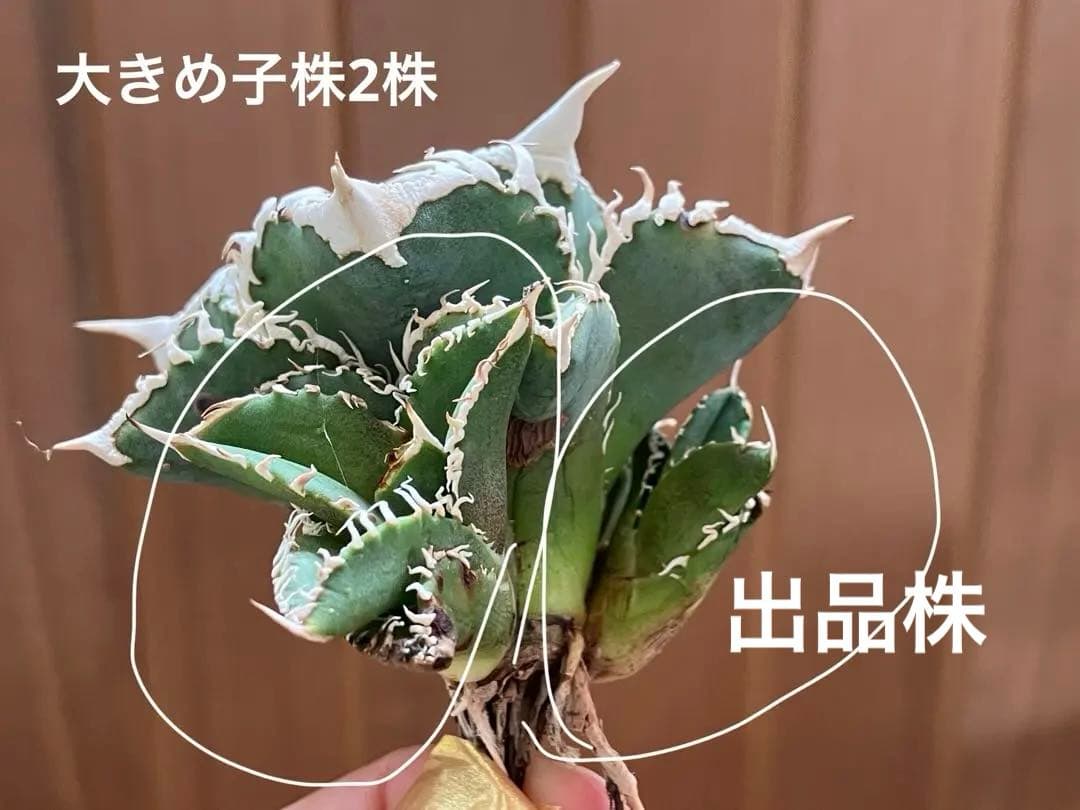 Y*i様 【初売りオークション】59 特選　子株2株付き　アガベ　チタノタ　白豪