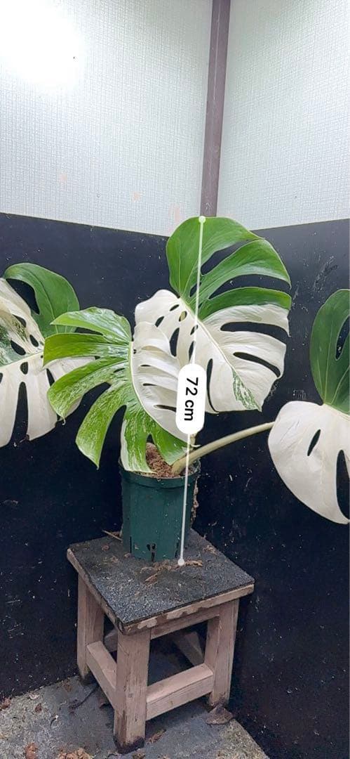 H*e様 モンステラ斑入りハーフムーンホワイトタイガー極美斑入り　　 72cm