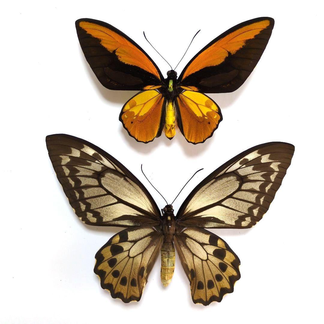 蝶標本　アカメガネトリバネアゲハ　ペア