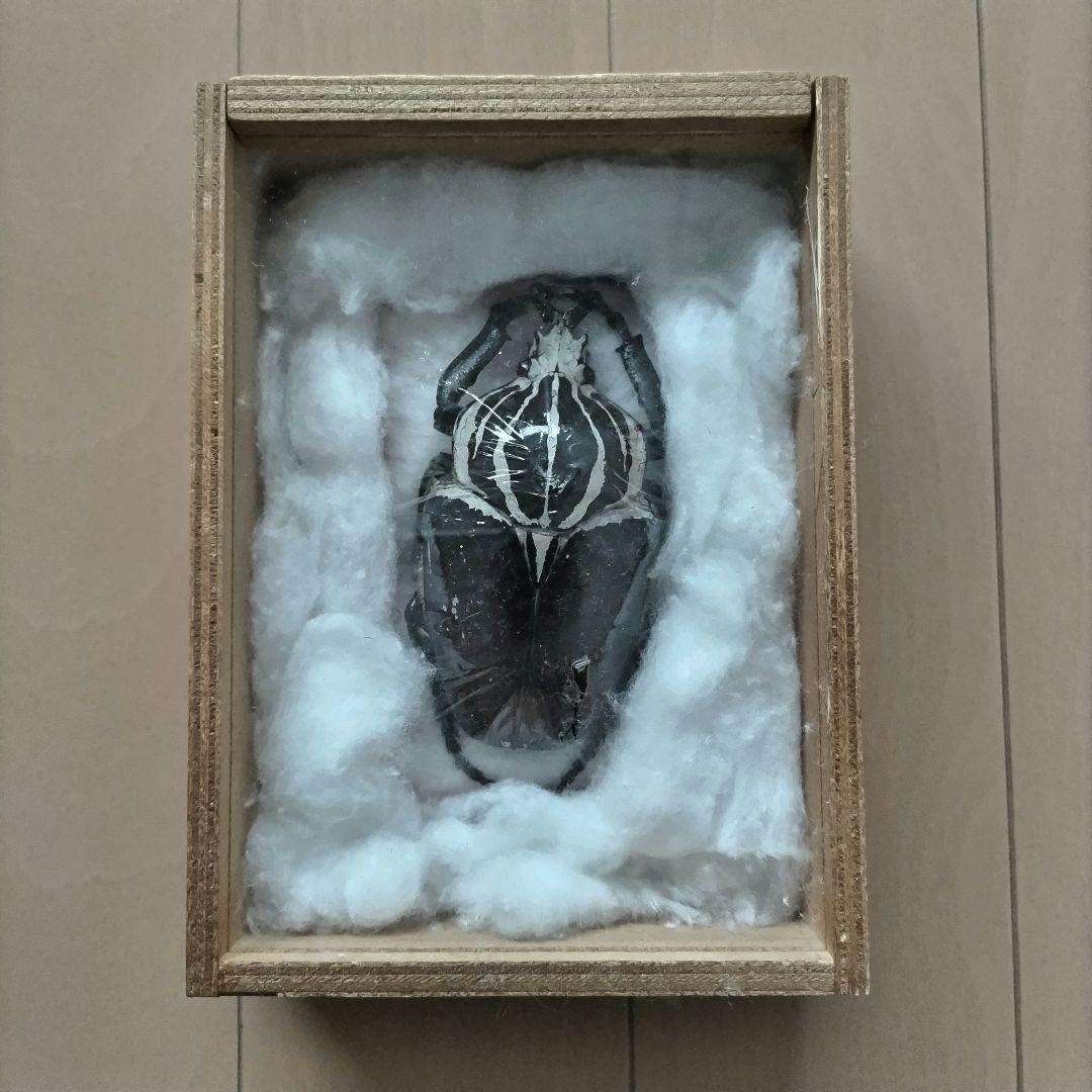 ゴライアスオオツノハナムグリ　昆虫標本　剥製