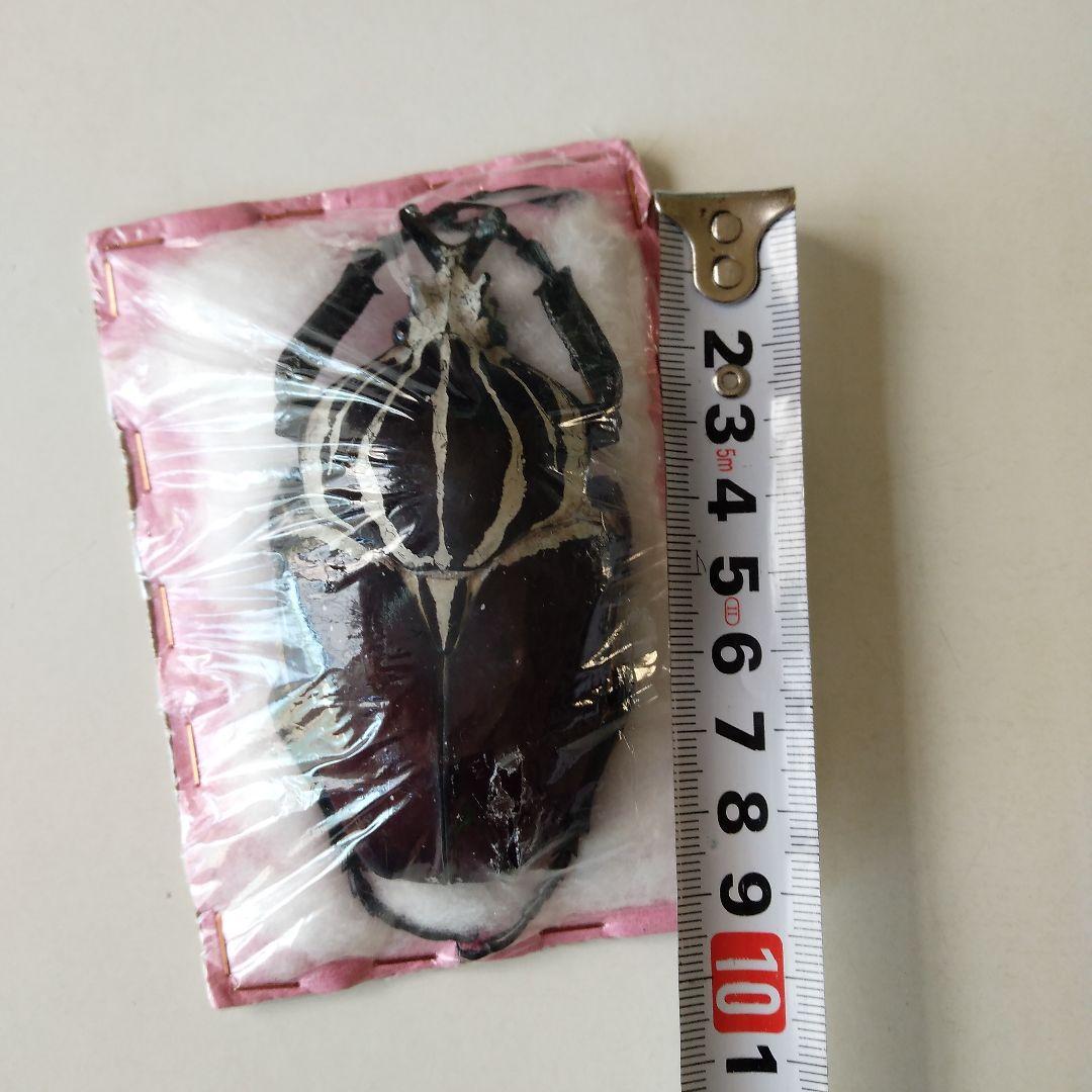 ゴライアスオオツノハナムグリ　昆虫標本　剥製