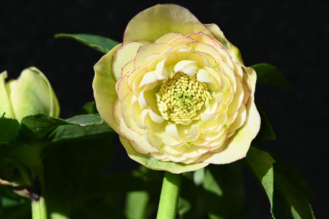 クリスマスローズ　認定アフロディーテ　加藤農園