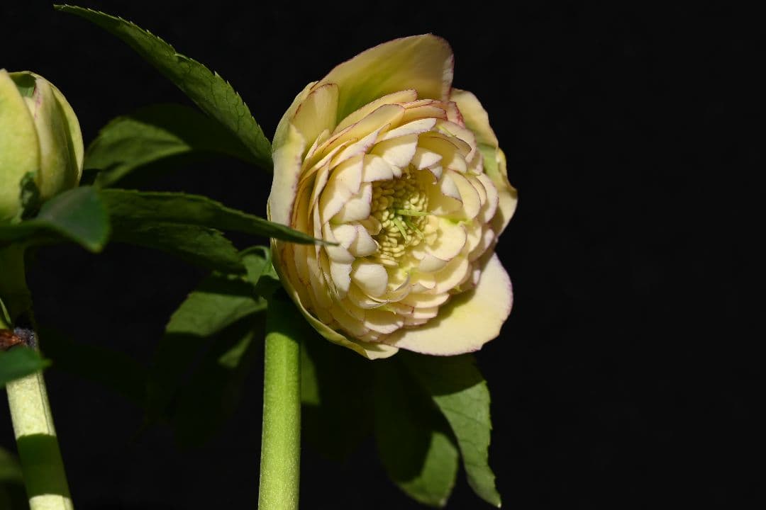 クリスマスローズ　認定アフロディーテ　加藤農園