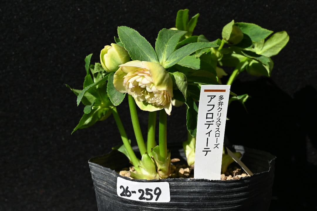 クリスマスローズ　認定アフロディーテ　加藤農園