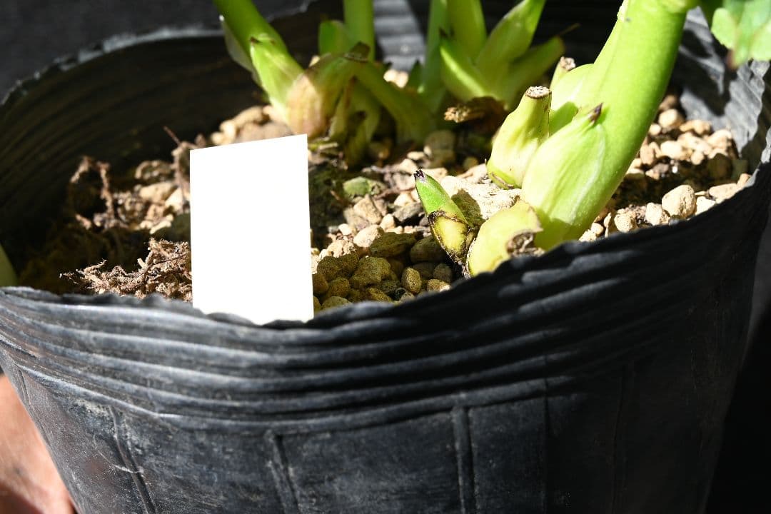 クリスマスローズ　認定アフロディーテ　加藤農園