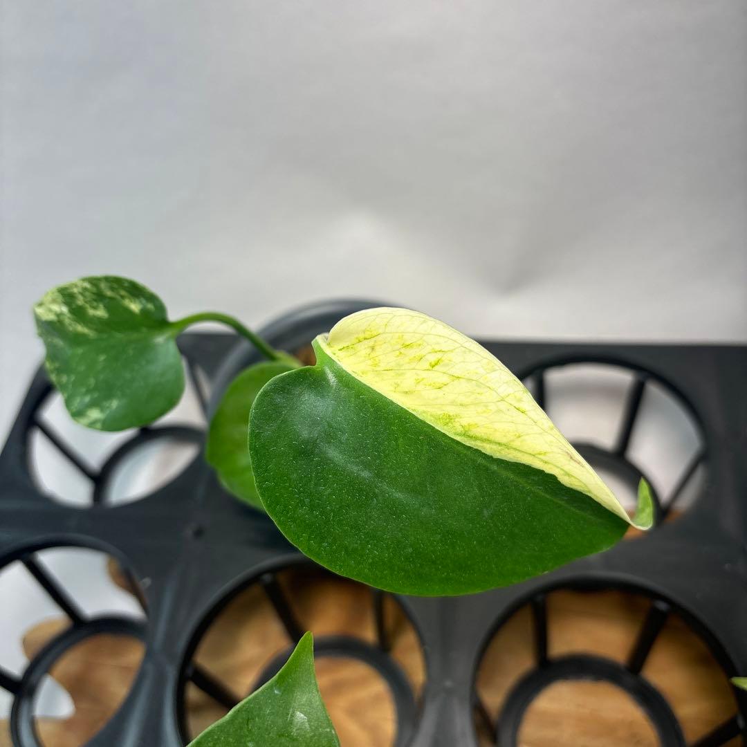 S*T様 5株セットms21【特別選抜】ホワイトモンスター／天津蘭 モンステラ斑