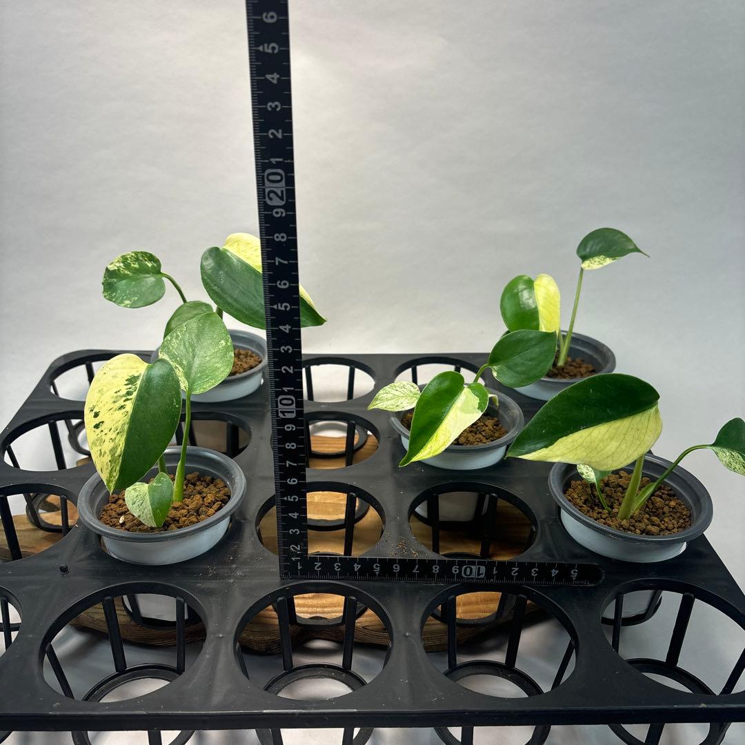 S*T様 5株セットms21【特別選抜】ホワイトモンスター／天津蘭 モンステラ斑