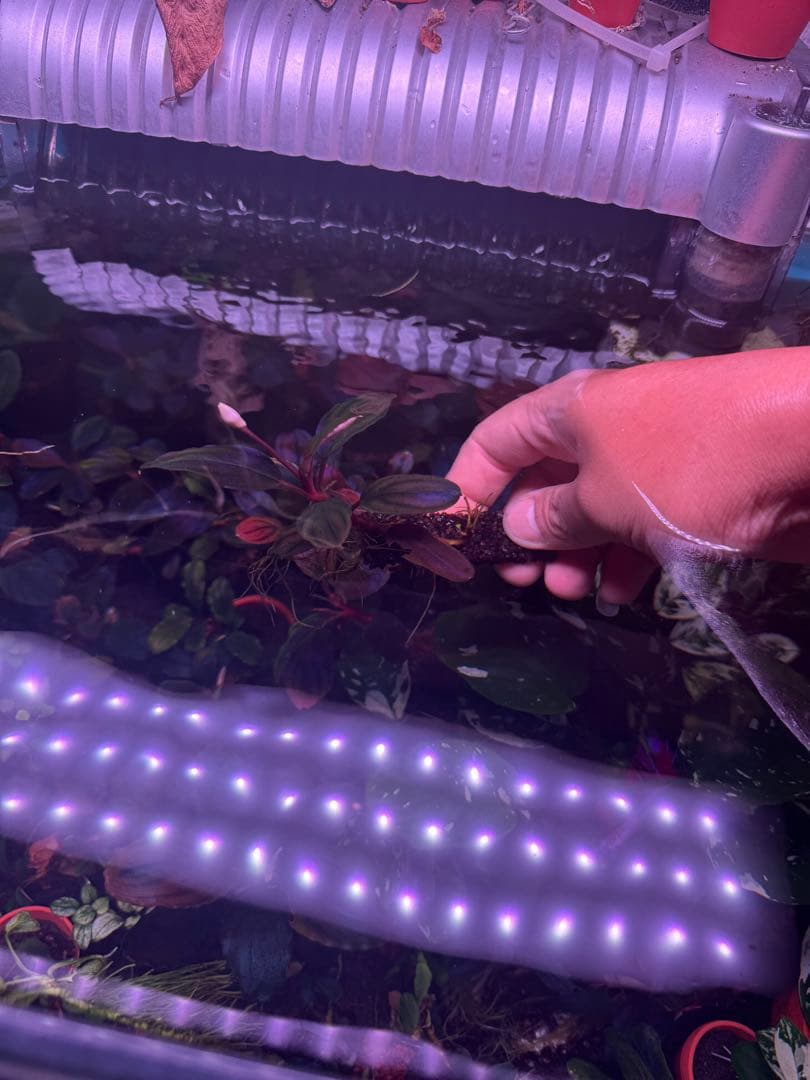 数量限定ブセファランドラsp. ギャラクシーメタリックパープル　大株　完全水中葉