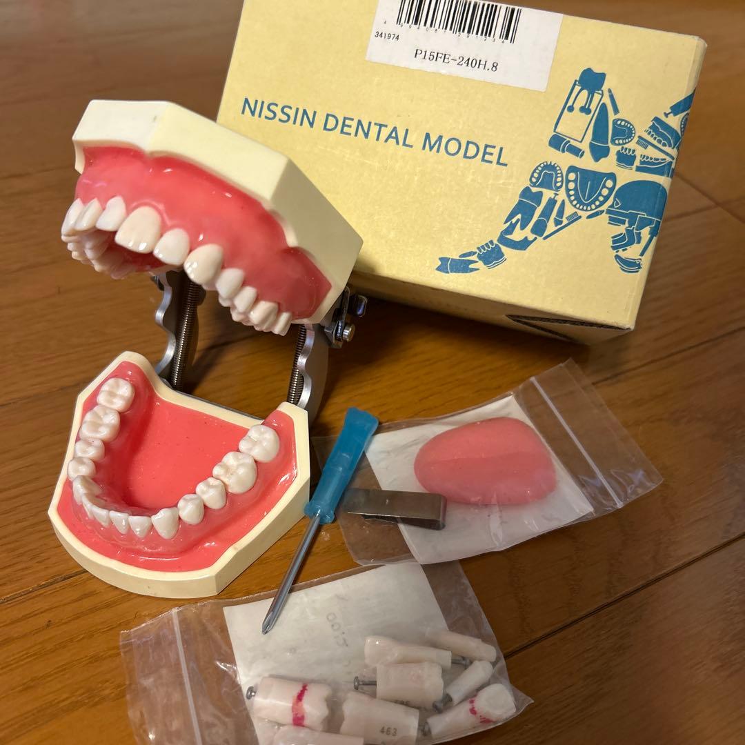 NISSIN DENTAL MODEL 歯科模型