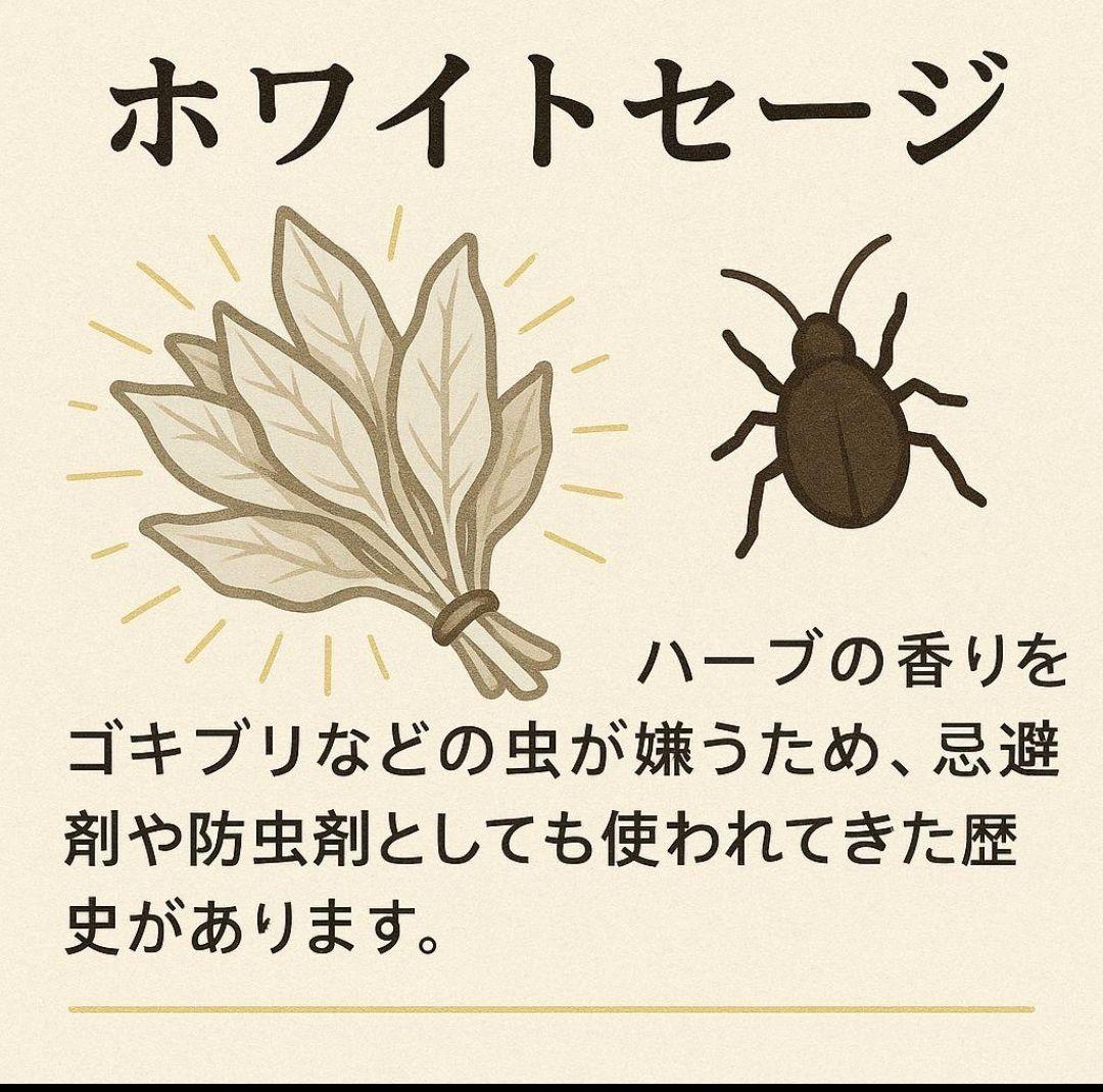 激安価格☆無農薬ホワイトセージ枝付きクラスター1kg箱入りお香浄化