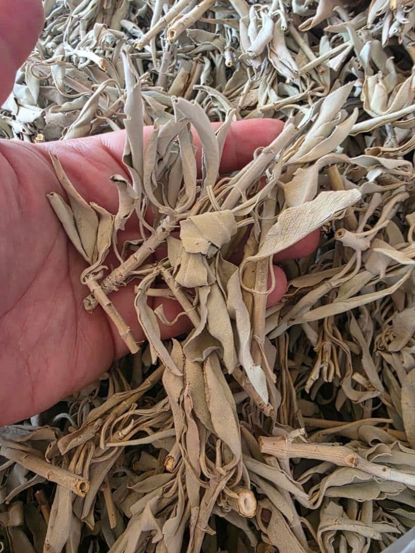 激安価格☆無農薬ホワイトセージ枝付きクラスター1kg箱入りお香浄化