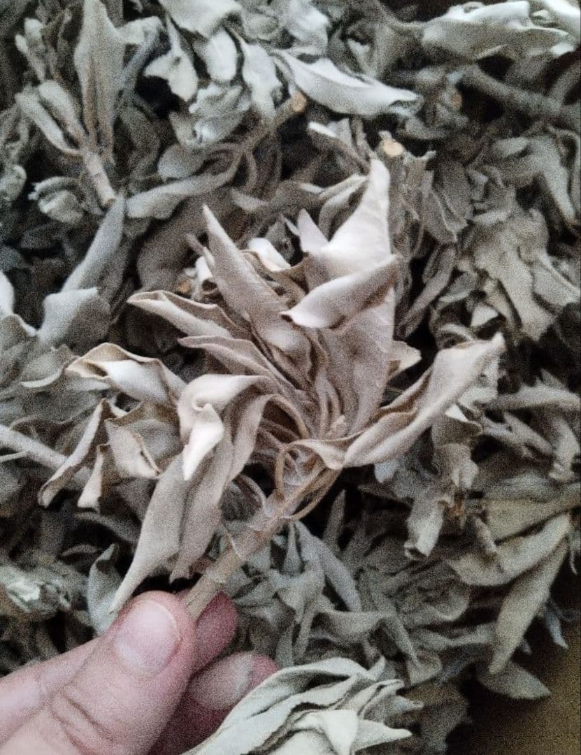 激安価格☆無農薬ホワイトセージ枝付きクラスター1kg箱入りお香浄化