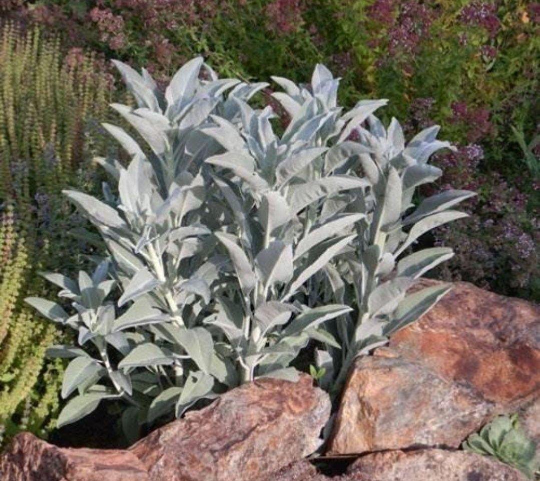 激安価格☆無農薬ホワイトセージ枝付きクラスター1kg箱入りお香浄化