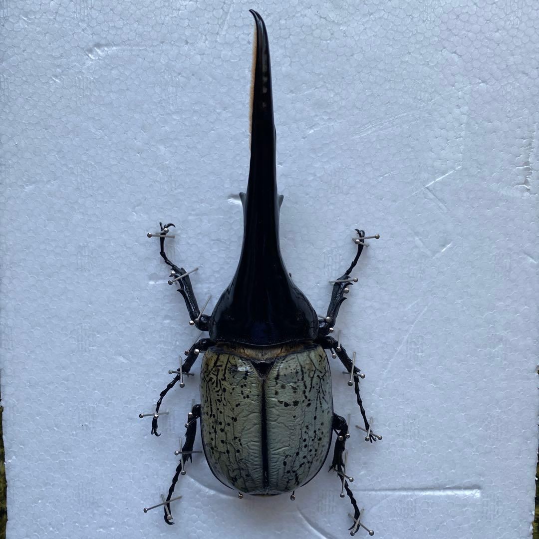 Mondoo　昆虫標本　ヘラクレスオオカブト　ヘラクレスヘラクレス