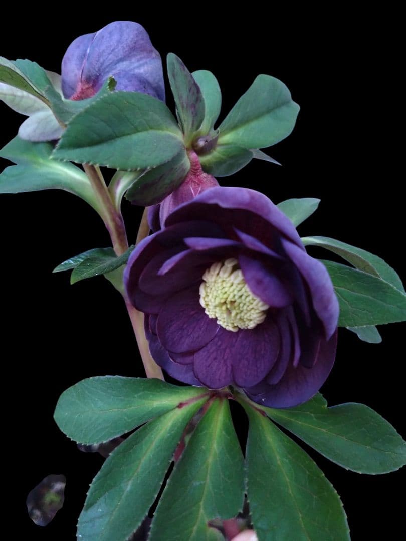 クリスマスローズ　ブルーパープルPowder