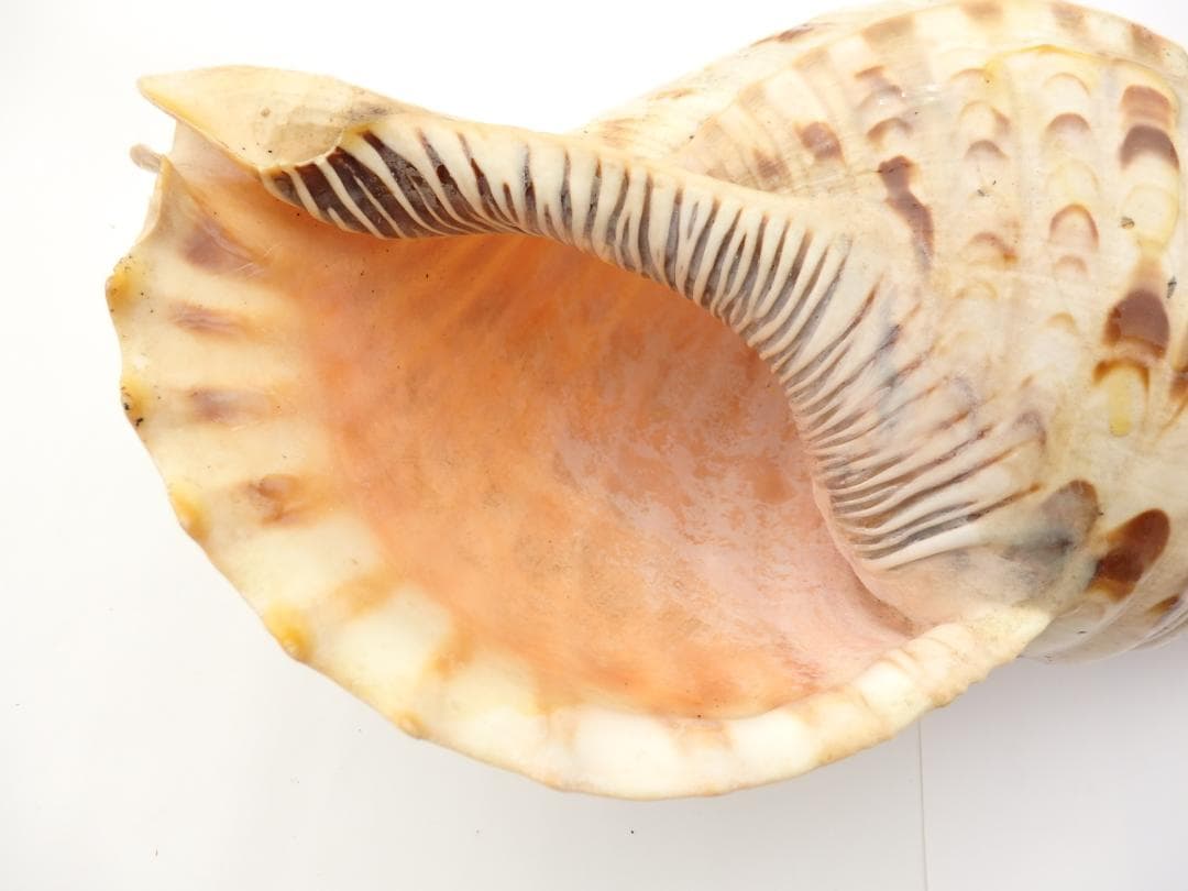 法螺貝 約35㎝ 木製歌口,新品 MH-456