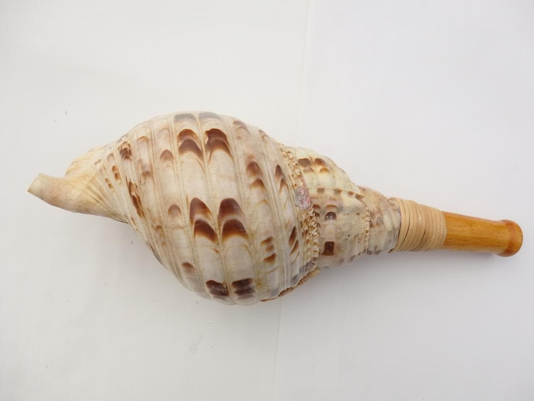 法螺貝 約35㎝ 木製歌口,新品 MH-456
