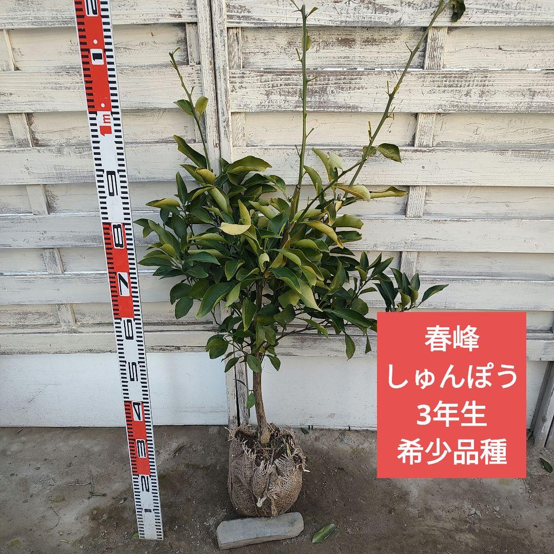 rさま専用 春峰 しゅんぽう 3年生 苗木