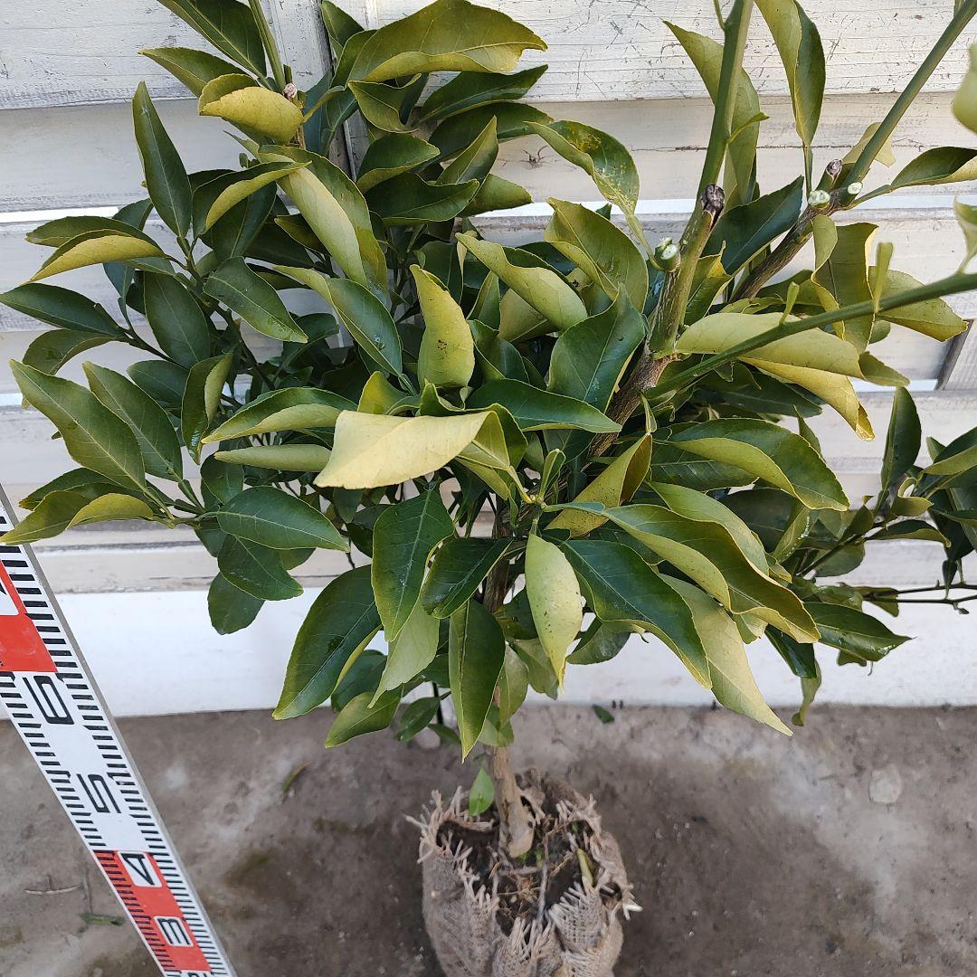 rさま専用 春峰 しゅんぽう 3年生 苗木