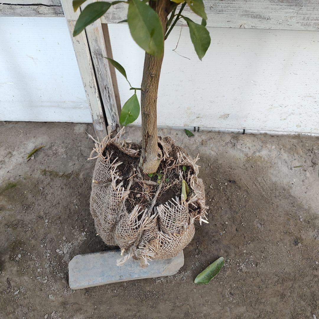 rさま専用 春峰 しゅんぽう 3年生 苗木