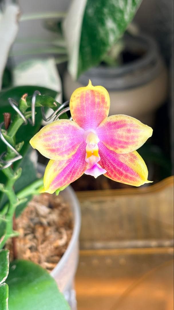 【希少・大株】胡蝶蘭　花茎3本 開花中 つぼみ付き ファレノプシス 原種交配種