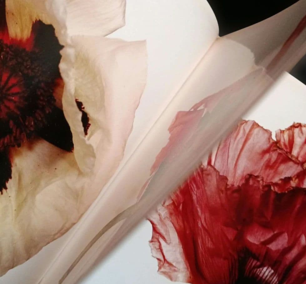 FLOWERS Irving Penn　初版 海外ライブラリー蔵書印等の難あり