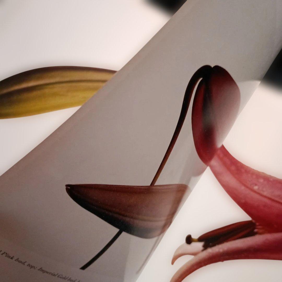 FLOWERS Irving Penn　初版 海外ライブラリー蔵書印等の難あり