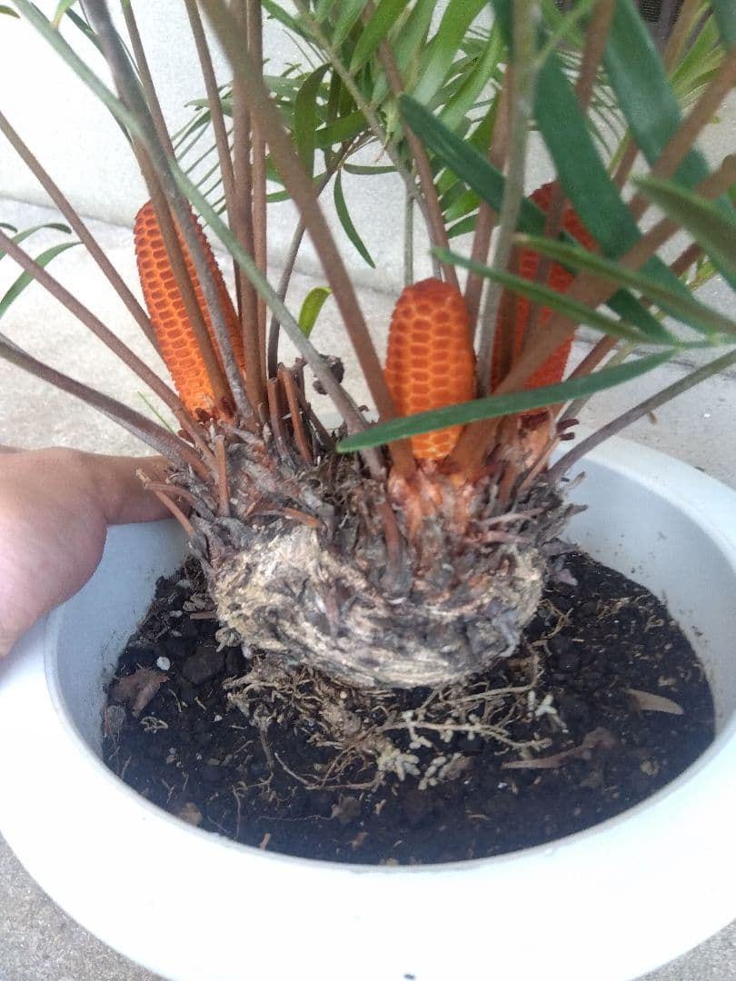 ザミア　フロリダーナ　７号鉢つき　2株セット❗ 3ヘッド&4ヘッド❗破格❗