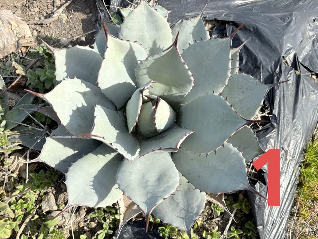 確認用　アガベ　吉祥天