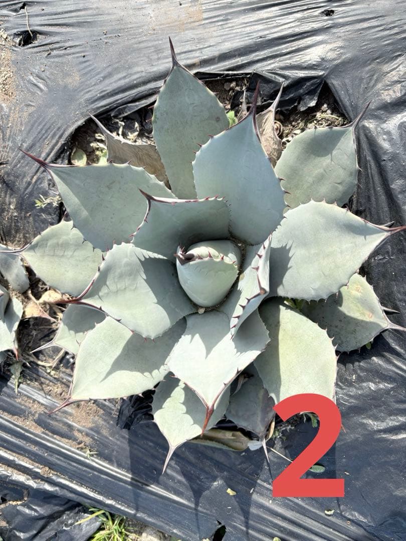 確認用　アガベ　吉祥天