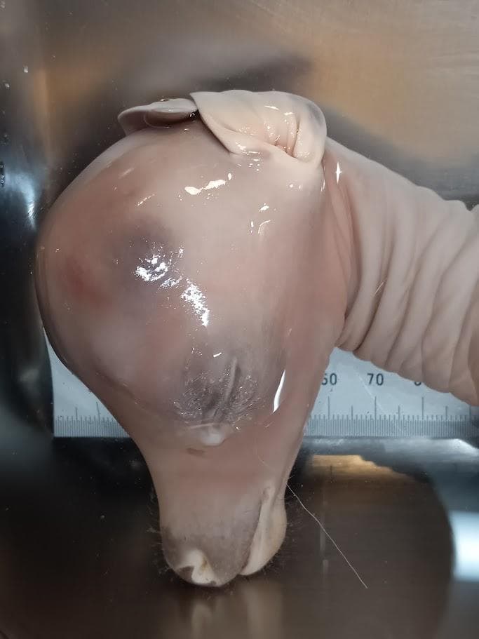 【学術標本】種名ニホンジカ　胎児エタノール浸漬標本（♀）　頭胴長約２４５ｍｍ